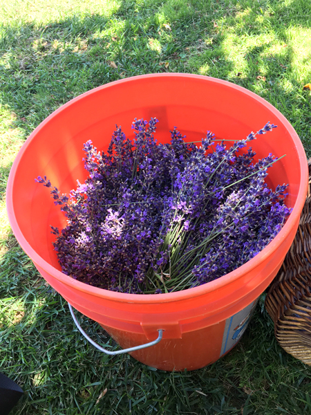 High Hand Nursery Presents Lavender Picking At Maple Rock Gardens